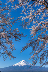 Mt. Fuji in the spring time with cherry blossoms at kawaguchiko Fujiyoshida, Japan.