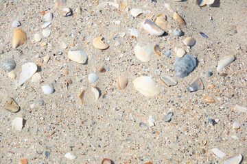 Sand with shells. Beach sand on sea shore. Texture of natural sand with shells on beach.