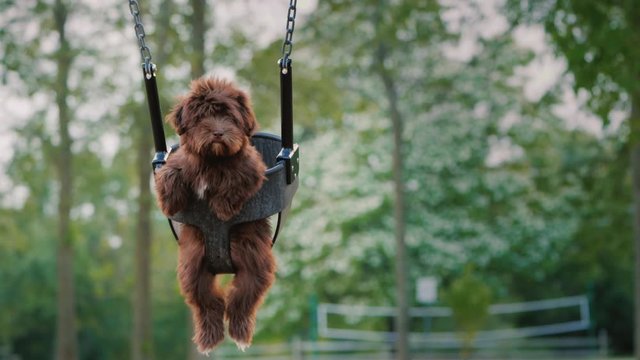 Funny dog riding on a swing for the kids on the playground