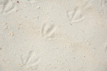 Fototapeta na wymiar Beach sand with traces of seagulls. Beach sand on sea shore. Texture of natural sand with shells on beach.