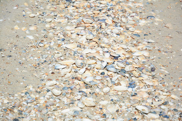 Sand with shells. Beach sand on sea shore. Texture of natural sand with shells on beach.