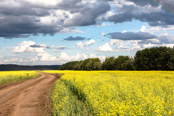 Fototapeta na wymiar Country road through a blooming yellow field. Sunny summer day