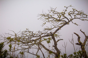 Galhos de érvore no Inverno