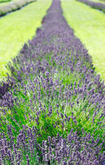 Obraz premium Lavender fields, Ontario, Canada