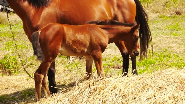 Grazing of beautiful foal and its mother. Foal suckling his mother grazing. Foal feeding. Close up