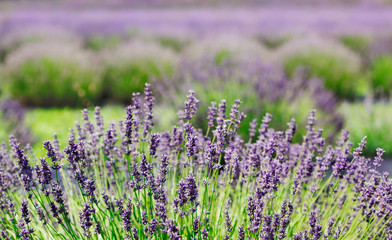 Lavender Flowers