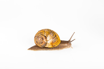 Brown snail on white background