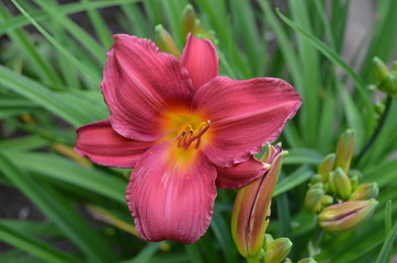Summer in Nova Scotia: Pink Daylily Flowers