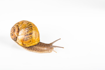 Brown snail on white background