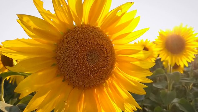 Flowering sunflowers on a background sunset. Sunflowers in the Field Swaying in the Wind. Close-up. Beautiful fields with sunflowers in the summer. Slowmotion.