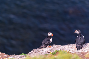Puffin on Grimsey Island