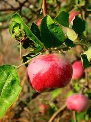 Gifts of summer.Apples . Composition 2