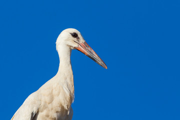 white stork portrait