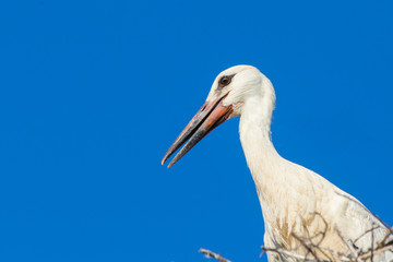 white stork portrait