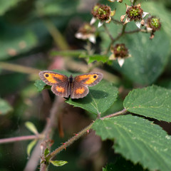 The Gatekeeper or Hedge Brown (Pyronia tithonus) butterfly resting on a Blackberry leaf