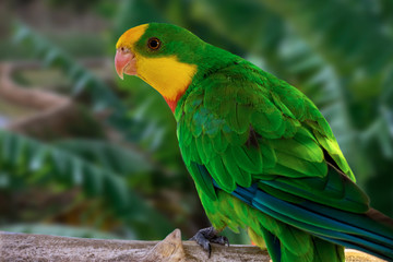 A portrait of a green parrot, in profile.