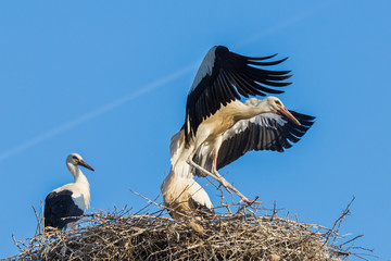 White storks at nest 