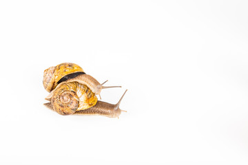 garden snails racing on white background