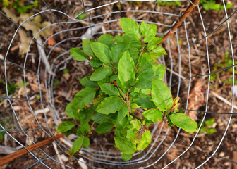 Young forest tree protection against deer forestry