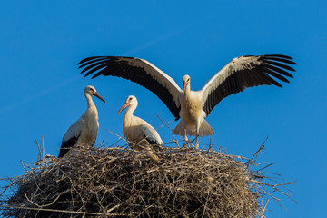 White storks at nest 