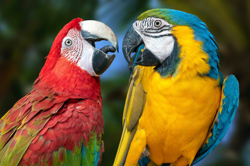 The parrots love each other