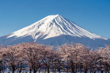 Mt. Fuji in the spring time with cherry blossoms at kawaguchiko Fujiyoshida, Japan.