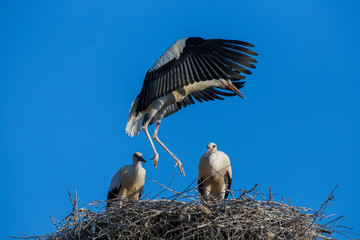White storks at nest 