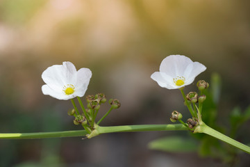 Garden flowers in morning. Ottelia alismoides flowers or hydrocharitaceae.
