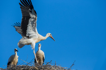 White storks at nest 