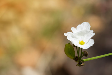 Garden flowers in morning. Ottelia alismoides flowers or hydrocharitaceae.