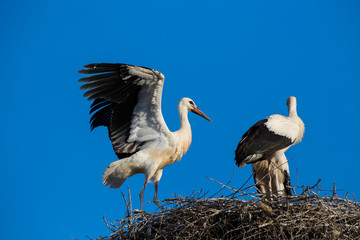 White storks at nest 