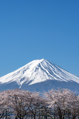 Fototapeta premium Mt. Fuji in the spring time with cherry blossoms at kawaguchiko Fujiyoshida, Japan.