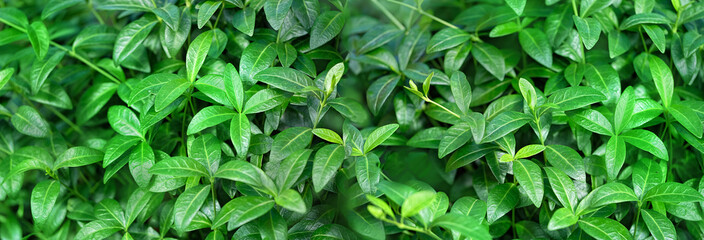 bright fresh green leaves background. leaves natural abstract backdrop for design. beautiful leaves, summer or spring season concept. banner. copy space. soft focus