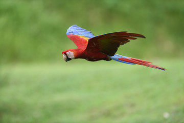 Scarlet macaw flying