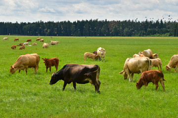 Fototapeta na wymiar Cattle and cows on green pasture animals