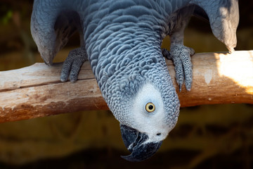 Close-up bird portrait of African Grey Parrot, Psittacus erithacus 