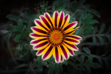Yellow and purple flower on dark background