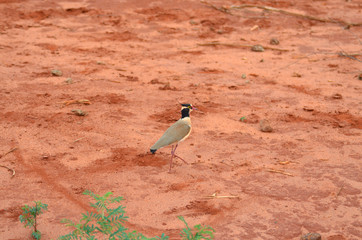 Bird in Kenya Africa Safari