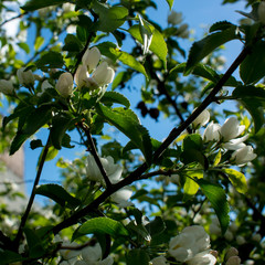 Apple trees flowers. the seed-bearing part of a plant, consisting of reproductive organs that are typically surrounded by a brightly colored corolla from petals