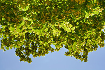 Blooming branches of lime tree