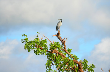 Heron on Tree top in Africa