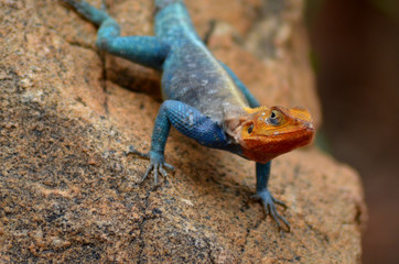 Agama in Africa blue body orange head