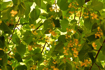 Blooming branches of lime tree