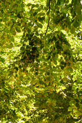 Blooming branches of lime tree