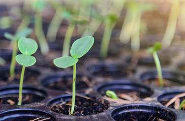 Sapling on Nursery tray with sunlight
