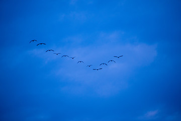 migratory birds flying in formation over baltic sea, germany