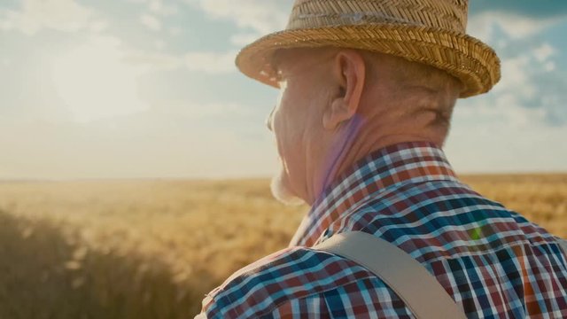 Rear of the senior Caucasian man farmer in the hat and plaid shirt standing in the middle of the golden wheat field, then turning his face in the profile to the camera. Back view. Close up.