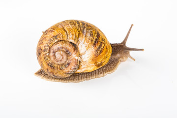 Brown snail on white background