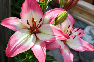 Lily flower in the garden close-up