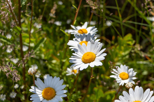 Beautiful daisy on a sunny day, picture taken in Sweden
